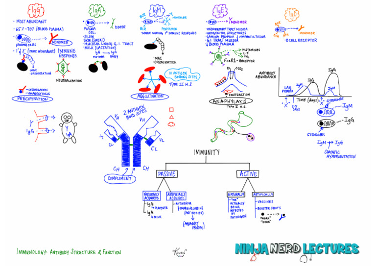 Antibody structure function illustration atf pdf