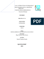 INFORME N°16 SISTEMA REPRODUCTOR UROGENITAL DE LOS PECES, Samuel Yumbato Zumba