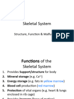 Skeletal System1 241