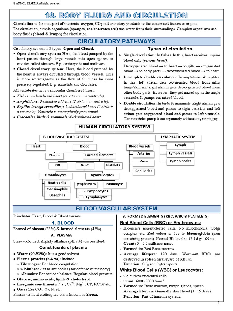 Body Fluids and Circulation Notes | PDF | Atrium (Heart) | Heart