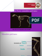 Pelvic Limb Radiological Anatomy of The Dog (Traducido) Definitivo