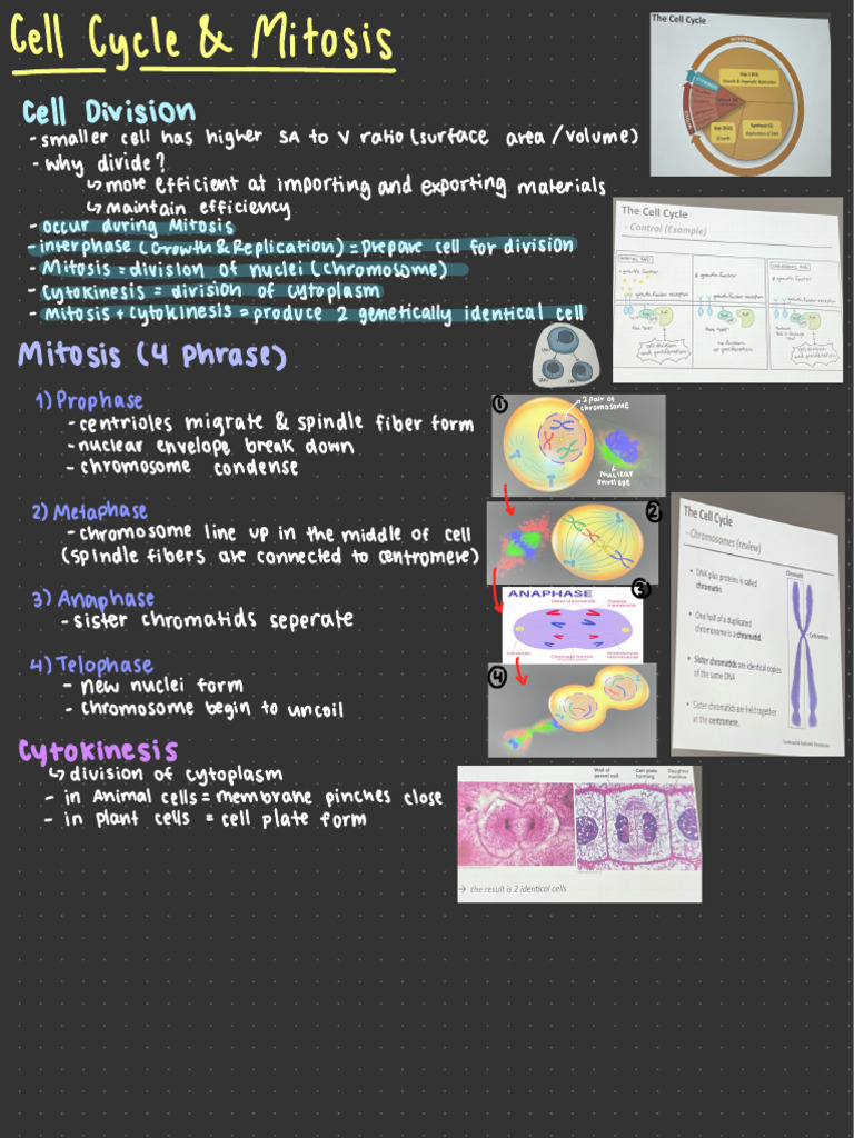 Cell Cycle & Mitosis | PDF