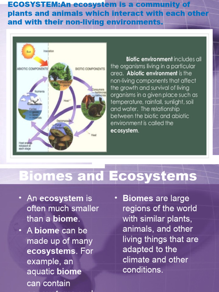 Ecosystem | PDF | Desert | Soil