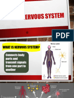 Nervous System