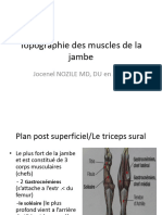 Topographie Des Muscles de La Jambe.