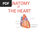 Mammalian Heart Dissection Guide | PDF | Heart Valve | Heart