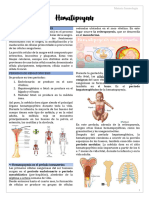 AULA 04 - Hematopoesis