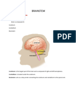 BRAINSTEM