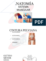 Anatomía: Sistema Muscular