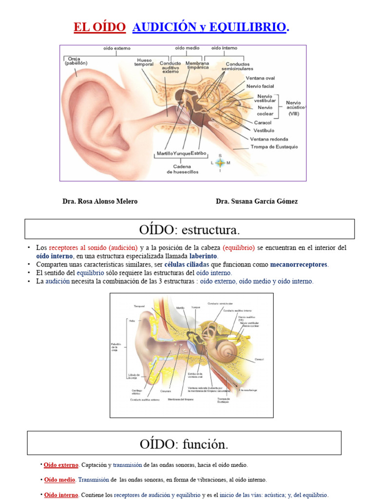 OIDO | PDF | Oído | Escuchando