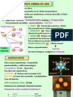 Tema 17 Virus Animales Adn