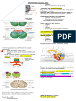 Sindromes Cerebelares