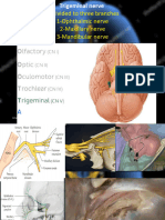 8th HEAD & NECK ANATOMICAL LAB D.NASSR ALHUTBANY MAXILLARY, MANDIBULAR & OPHTHALMIC NERVES OF TRIGEMINAL NERVE 2024