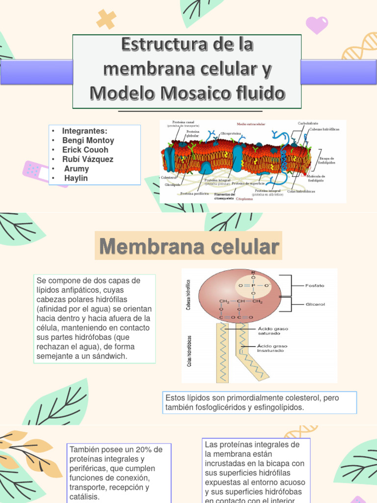 Estructura y función de la membrana celular | PDF | Membrana celular ...