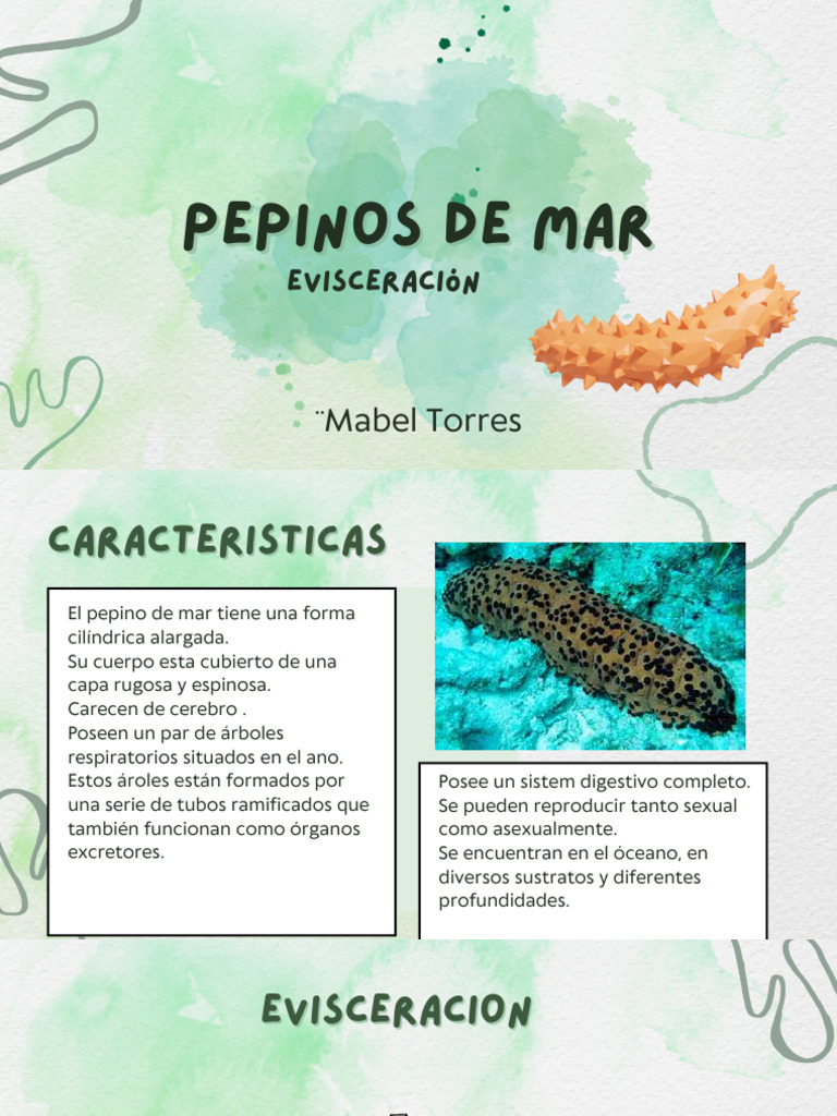 Características del pepino de mar | PDF