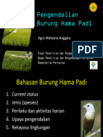 PHT Burung