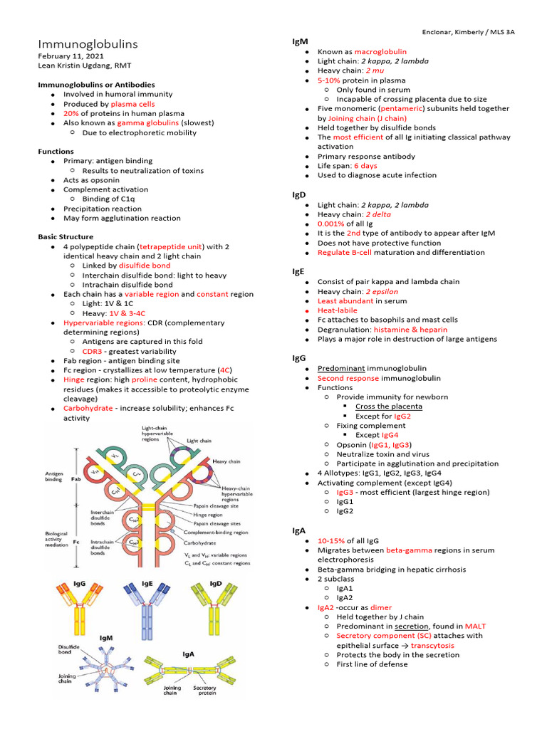 9 Immunoglobulins | PDF | Immunoglobulin G | Antibody