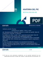 Anatomía Del Pie