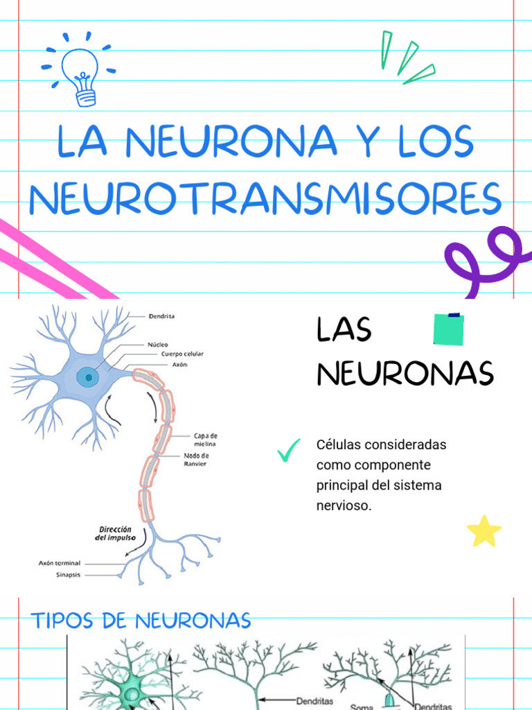 Neuronas y Neurotransmisores | PDF