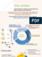 Ciclo Celular