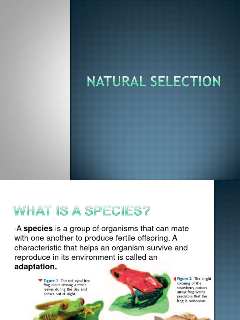Naturalselection 090417140753 Phpapp01 | PDF | Natural Selection ...