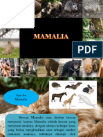 Kelas Mammalia1