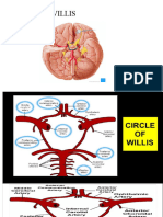 Circle of Villis