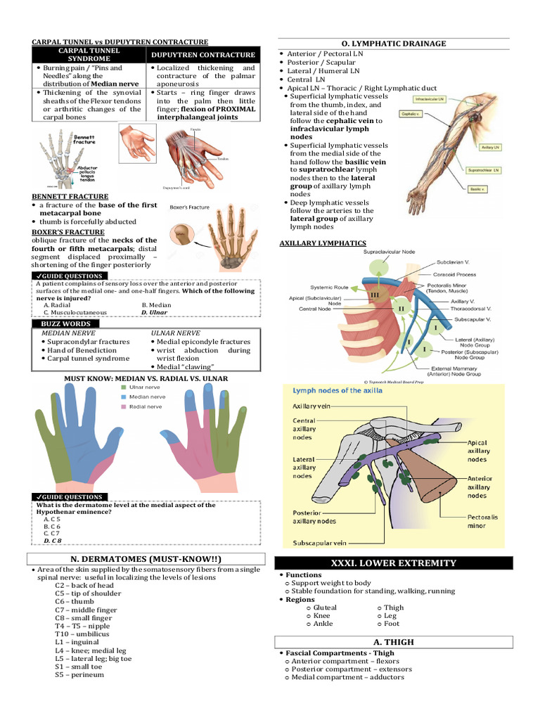 Lower Limbs Pdf Human Leg Foot