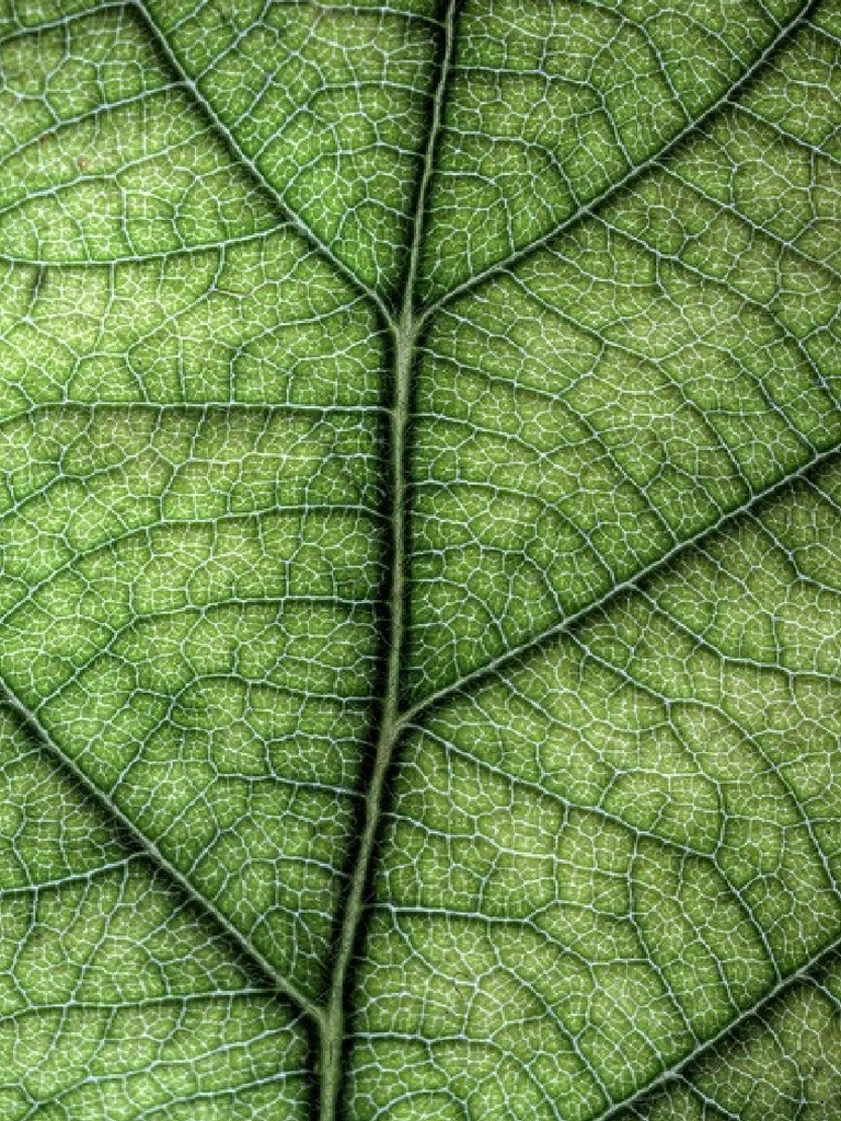 Leaf | PDF