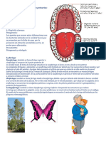 Clases de Enfermedades Dentales Primarias