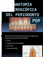 Anatomia Macroscopica Del Periodonto