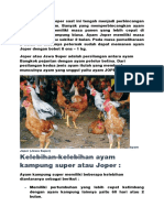 Beternak Ayam Joper Saat Ini Tengah Menjadi Perbincangan Di Khalayak Umum