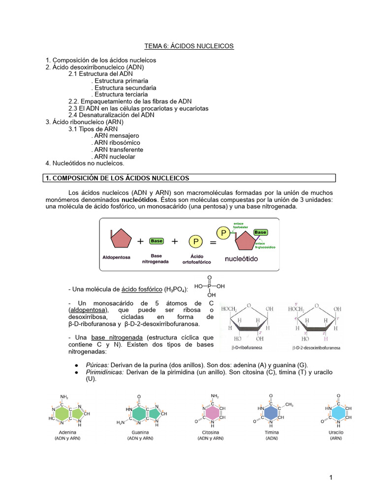 Estructura y Función de Ácidos Nucleicos | PDF | Rna | Adn
