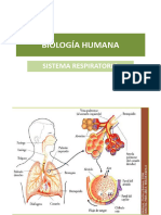 BIOLOGÍA Respiratorio