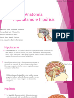 Anatomía