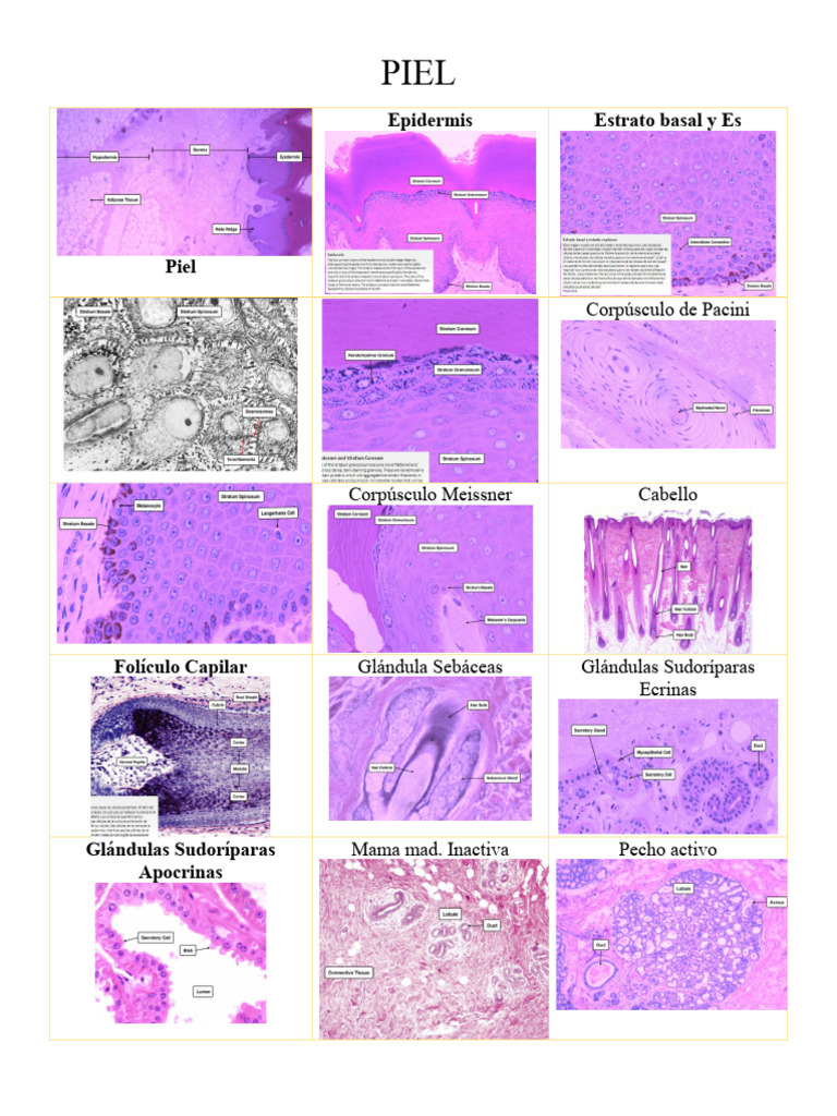 Histolog a piel musculo corazon pdf