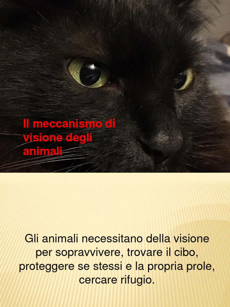 La Visione Degli Animali | PDF