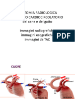 Anatomia Radiologica Dellapparato Cardiocircolatorio Di Cane e Gatto1