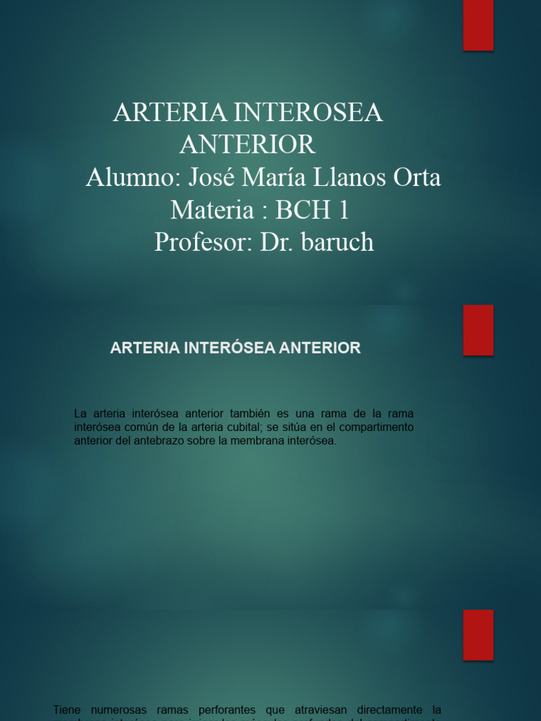 Arteria Interósea Anterior | PDF | Extremidades (anatomía) | Anatomía ...