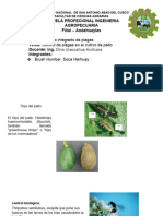 Examen de Palta