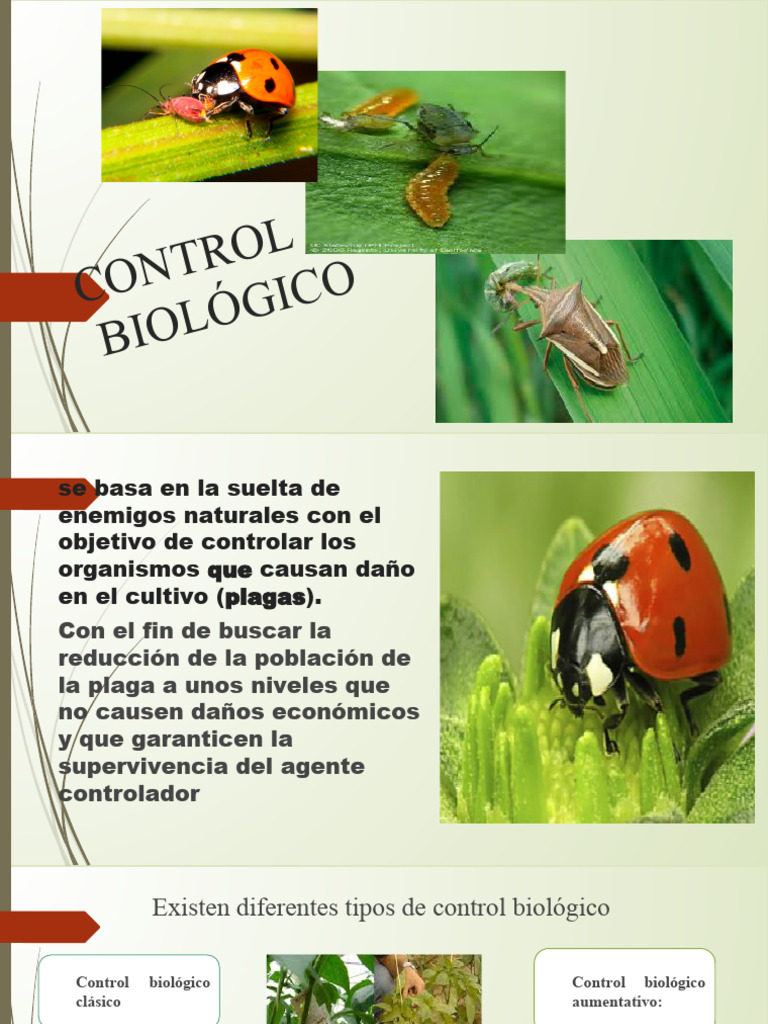 Examen Biologico | PDF | Control biológico de plagas | Coccinellidae