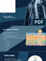 Columna Vertebral