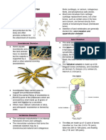 The Skeletal System 1