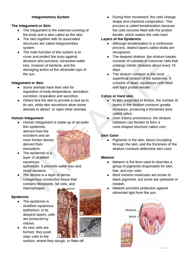 Integumentray System | PDF | Integumentary System | Skin