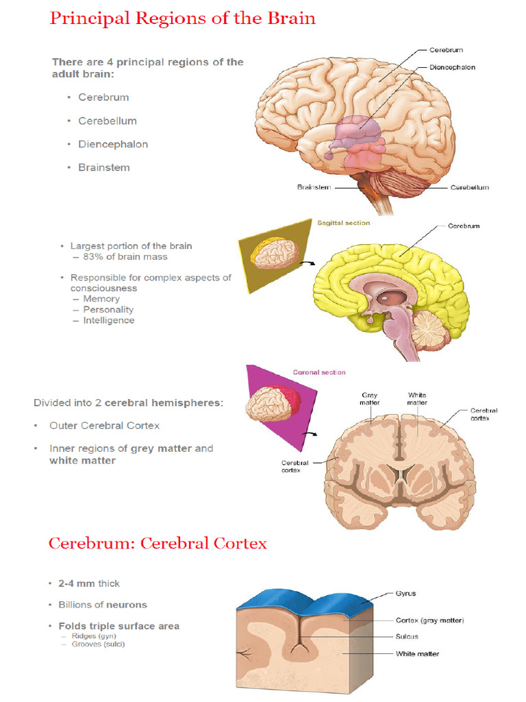 Anatomy of The Brain Explaination | PDF