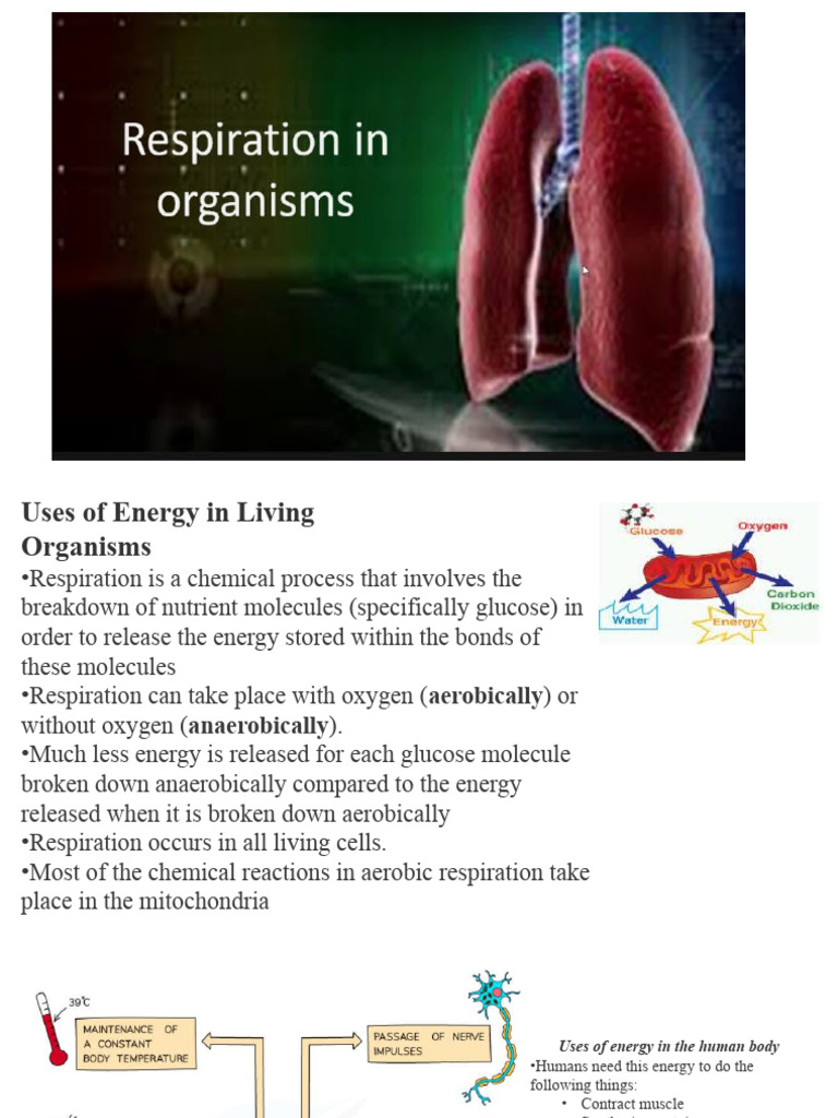 Energy Use in Living Organisms | PDF | Breathing | Cellular Respiration