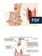 Thyroid Gland and Large Bowel Histology