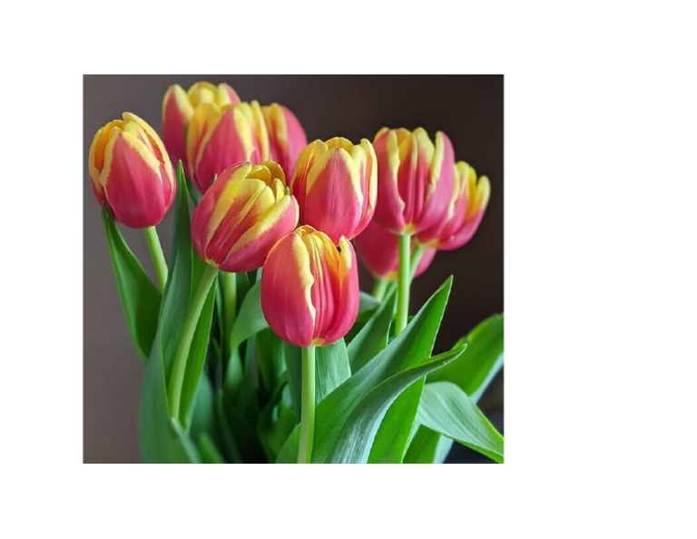 Tulipan Holandes Pdf