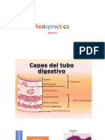 Histopractica Digestivo