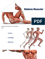 1.5 Sistema Muscular